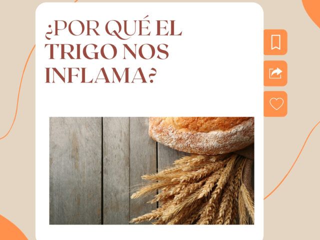 ¿Por qué el trigo actual nos inflama?